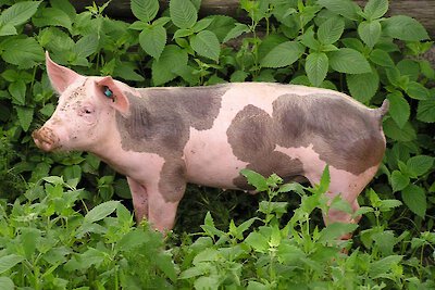 Bauernhof Ferien Bayern